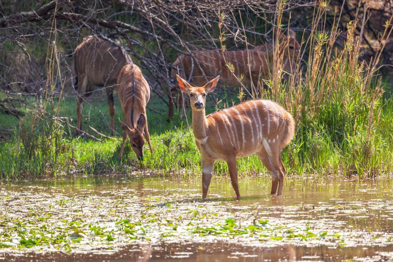 Lejwe La Metsi Private Reserve Бела-Бела Экстерьер фото
