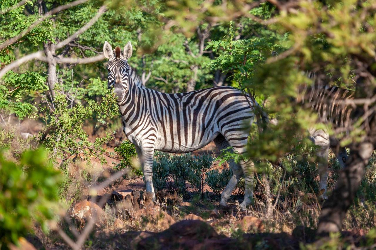 Lejwe La Metsi Private Reserve Бела-Бела Экстерьер фото